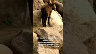 Why Goats Climb Mountains How Mountain Goats Ascend Nearly Vertical Cliffs shorts 1minfacts [upl. by Ojyllek]