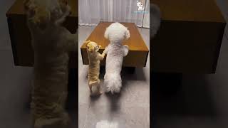 Cute Puppies 😻😈 cute dog cuteanimal puppie pets minidoge puppies minipets cutepet [upl. by Anead]