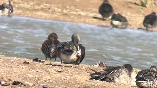 American Wigeon  Kilnsea Wetlands [upl. by Conley]