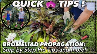 BROMELIAD PROPAGATION MADE EASY StepbyStep Guide for Beginners  Pro Tips [upl. by Anileme454]