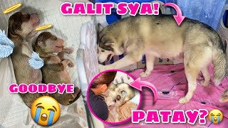 I’m So Sorry Malia  Siberian Husky Giving Birth  Husky Pack TV [upl. by Alliuqahs]