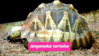 Angonoka tortoise Astrochelys yniphora [upl. by Eehsar]