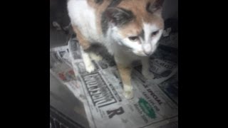 Tortured cat suffers physically while owner suffers emotionally [upl. by Blunt]