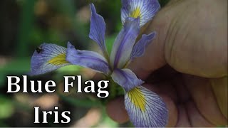 How to Identify Blue Flag Iris  Poisonous Plant [upl. by Viridissa773]