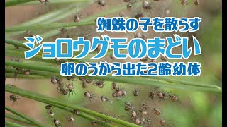 ジョロウグモのまどい 蜘蛛の子を散らす Trichonephila clavata [upl. by Anceline]