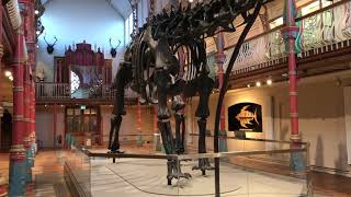 DIPPY DIPLODOCUS ON TOUR IN THE UK [upl. by Zellner]