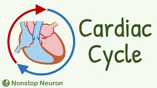 Cardiac Cycle  Systole Diastole Blood flow in heart Movement of Valves [upl. by Ehtnax509]