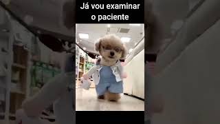 Doutor cachorrinho salva agapornis engraçado animaisengraçados [upl. by Ecinreb]