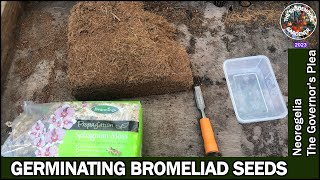 Germinating Bromeliads From Seed [upl. by Blakely724]