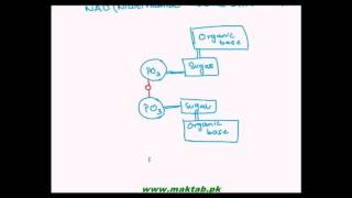 FSc Biology Book1 CH 2 LEC 13 Types of Nucleotides [upl. by Roana]