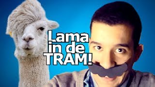 HNMZ Lama in de tram [upl. by Anirrak88]