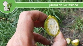 Echte Walnuss  Unreife Frucht quotInnenlebenquot  090718 Juglans regia  Bäume Früchte bestimmen [upl. by Anelac]