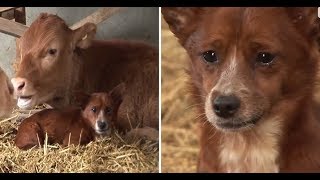 Perrito llora al separarse de la vaca que lo crió 🐕✅ [upl. by Lancey]