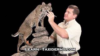 Taxidermy Courses  Deer Fish Duck Bobcat Taxidermy [upl. by Novad]