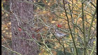 fieldfare amp redwing [upl. by Akisey168]