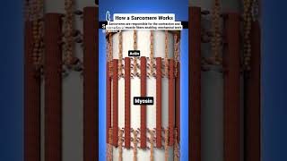 sarcomere works actin and myosin filaments [upl. by Ylrahc]