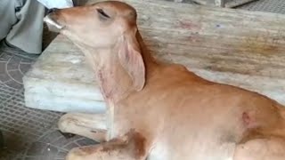 Hypomagnesemia  Convulsions  Fits in Calves  Treatment [upl. by Ahsratal]