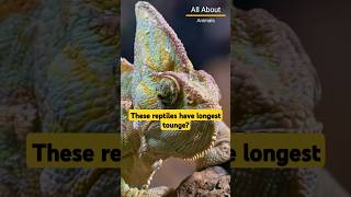 Chameleon wildlife wildlifediversity bird musicmashup animals wildlifeharmony [upl. by Atalayah915]