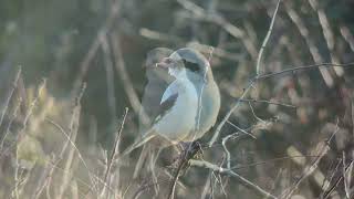 Piegrièche des steppes Steppe Grey Shrike Port du Stiff Ouessant Octobre 2024 [upl. by Ymar]