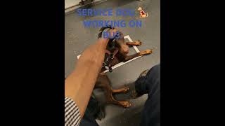 Service Dog working in action on bus [upl. by Niltak]