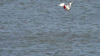 Ringbilled Gull going for a Red Solo Cup [upl. by Jar]