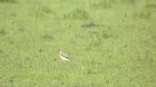 wheatear [upl. by Natrav]