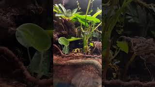 Dendrobates leucomelos calling 10 ноября 2024 [upl. by Ardnwahs517]