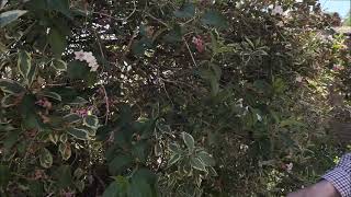 Trimming and pruning Weigela florida Variegata [upl. by Anisah]