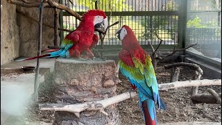 Day 6 A day spent with Scarlet Macaws  Scarlet Macaws pair playing AliWILDENCOUNTERS [upl. by Archer941]