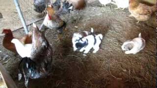 Livestock Guardian Puppies  4 weeks [upl. by Renrut554]