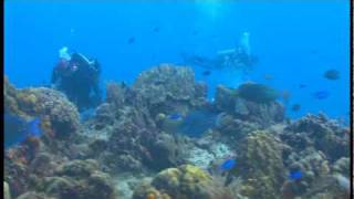 Paradise Reef  Cozumel 2010 [upl. by Nattirb729]