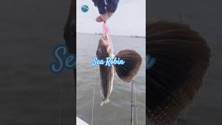 New Jersey Back Bay Fishing in September fishing рыбалка [upl. by Derwood]