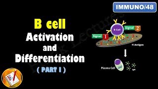 B cell Activation and Differentiation PART 1 T Independent Activation FLImmuno48 [upl. by Ford925]