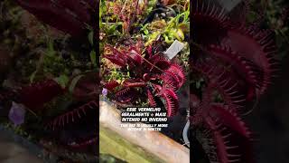 Dionaea ROYAL RED plantacarnivora carnivorousplant [upl. by Gothurd287]