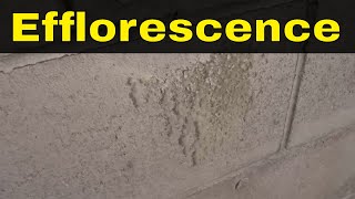 What Is Efflorescence In ConcreteCauses Of Efflorescence [upl. by Nivlad]