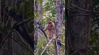 Proboscis monkeys in Borneo [upl. by Rutter]