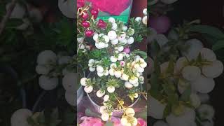 The Gaultheria mucronata yt ytshort ytshortvideo ytflower ytplants [upl. by Burne]