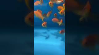 Lyretail Anthias  Saltwater Fish  Quarantined Fish shorts shortsfeed reef reefaquarium [upl. by Enirbas]