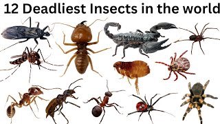 12 Deadliest insects in the world  Insect names for kids  deadliestinsects insectname insects [upl. by Wain]