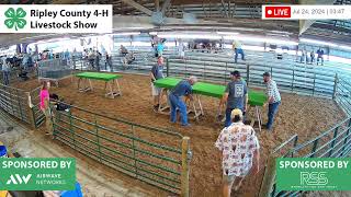 2024 Ripley County 4H Fair  Beef  Steer Classes [upl. by Bej94]