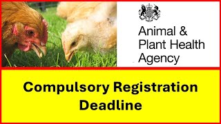 Poultry Registration UK Deadline chickens duck geese and more [upl. by Channing]