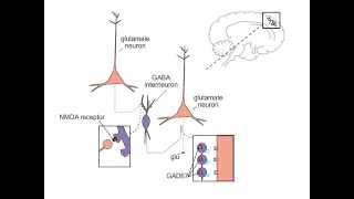 Schizophrenia and NMDA Receptors [upl. by Taran]