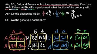 How to calculate Phenotype and Genotype Frequencies [upl. by Territus]