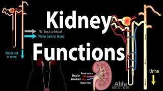 Kidney Homeostatic Functions Animation [upl. by Notterb]