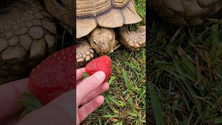 Eating Strawberries 🍓 [upl. by Petunia76]