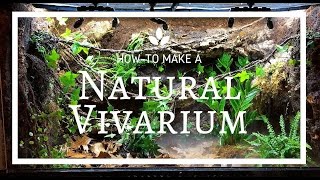 How to build a Natural Vivarium From Scratch [upl. by Bronny931]