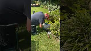 Trimming and weeding around the pond shorts timelapse oddlysatisfying gardening [upl. by Kera]