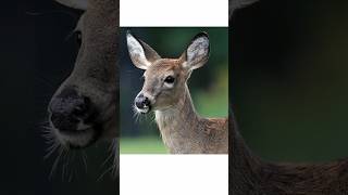 What Your Deer Hunting Caliber Says About You vsogunchannel [upl. by Rupert]