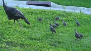 Baby turkeys [upl. by Zap]