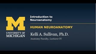 Nervous System Introduction [upl. by Ihcelek]